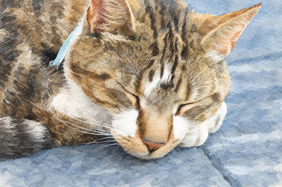 Watercolour portrait of a sleeping tabby cat