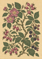 Wild rose hips among bramble stems — artwork detail
